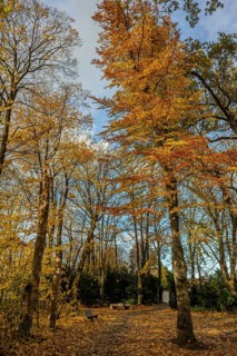 The park has tall trees with bright yellow and orange leaves. The ground is covered with fallen