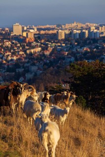 Goats grazing on meadow, city pasture management, sunny day Prague Czech republic