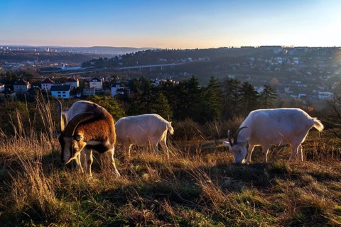 Goats grazing on meadow, city pasture management, sunny day Prague Czech republic