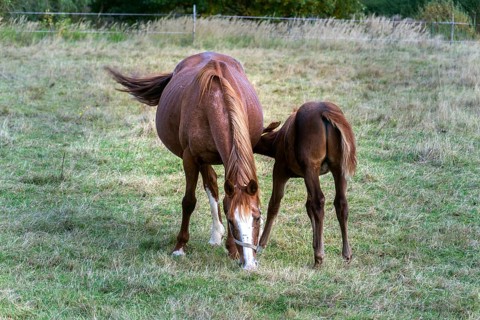 Beautiful brown foal sucking from mare horse on pasture, summer day Krivoklat Czech republic