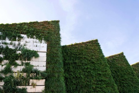 Green vertical living wall with root zone waste water treatment, exterior facade on modern building