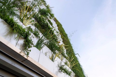 Window surrounded with root zone waste water treatment plant for greene vertical living wall,