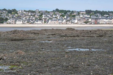 Erquy at low tide: A wide area of dark, moss-covered rock, exposed by low tide, forms the