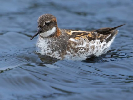 Red-necked Phalarope (Phalaropus lobatus) swims in cold arctic water, Grimsey Island, Iceland