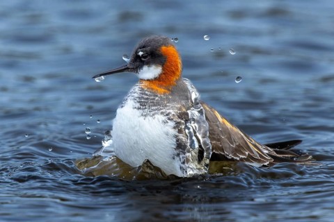 Red-necked Phalarope (Phalaropus lobatus) taking a water bath, Grimsey Island, Iceland