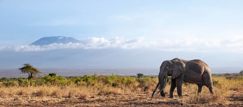 African elephant (Loxodonta africana) in picturesque savanna landscape with the summit of Mount