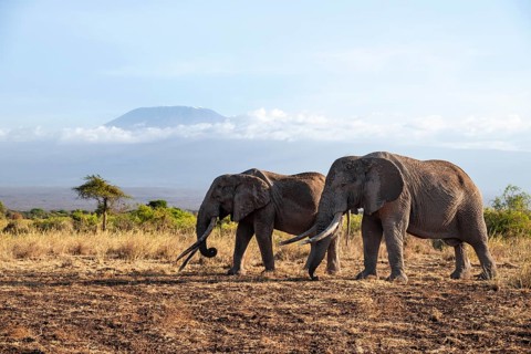 Two African elephants (Loxodonta africana) in a picturesque savanna landscape with the summit of