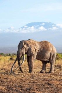 African elephant (Loxodonta africana) in picturesque savanna landscape with the summit of Mount