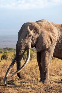African elephant (Loxodonta africana) in picturesque savanna landscape with the summit of Mount