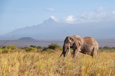 African elephant (Loxodonta africana) in picturesque savanna landscape with the summit of Mount