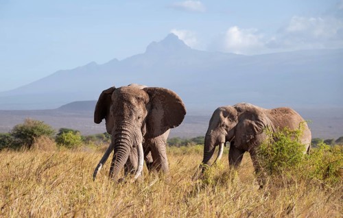 Two African elephants (Loxodonta africana) in picturesque savanna landscape with the summit of