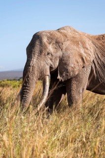 African elephant (Loxodonta africana) the famous Super Tusker elephant Craig, old male with long