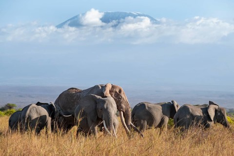 Group of African elephants (Loxodonta africana) in picturesque savanna landscape with the summit of