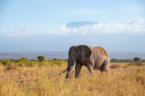 African elephant (Loxodonta africana) in picturesque savanna landscape with the summit of Mount