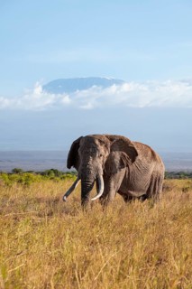 African elephant (Loxodonta africana) in picturesque savanna landscape with the summit of Mount