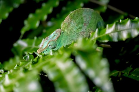 Squishy bihorn chameleon (Kinyongia matschiei), juvenile male, chameleon on a leaf at night, Amani