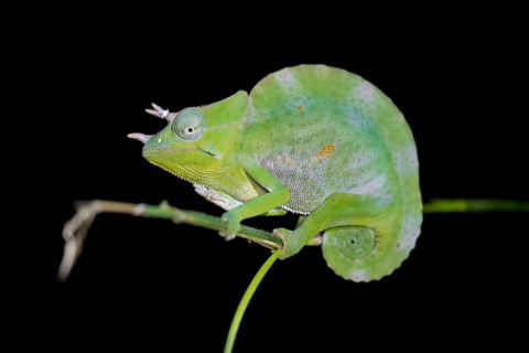 Usambara three-horned chameleon (Trioceros deremensis), chameleon on a branch at night, Amani