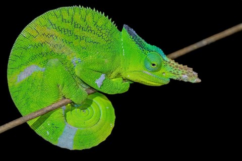 Matschie’s two-horned chamaeleon (Kinyongia matschiei), adult male, chameleon on a branch at night,