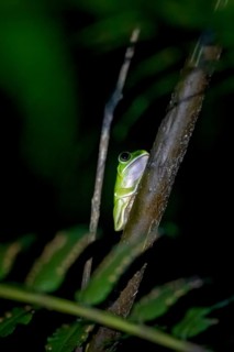 Green woodclimbing frog (Leptopelis vermiculatus) sitting on a branch, Amani Nature Forest Reserve,