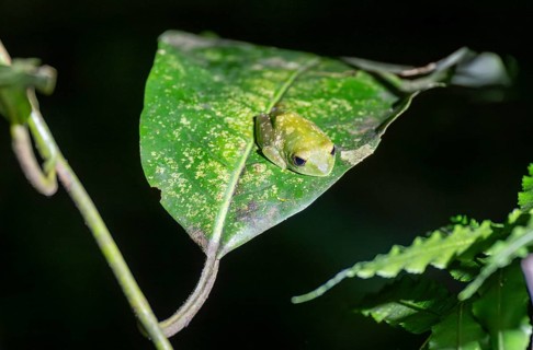 Green woodclimbing frog (Leptopelis vermiculatus) sitting on a leaf, Amani Nature Forest Reserve,