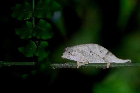Zomba pygmy chameleon (Rieppeleon brachyurus), white chameleon on a branch at night, Amani Nature
