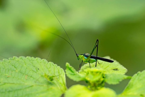 Locust Blue Jewel (Dioncomena ornata) sitting on green leaf, Amani Nature Forest Reserve, Eastern