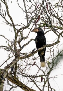 Silver-cheeked hornbird (Bycanistes brevis), adult female, horned raven sitting on a branch, Amani