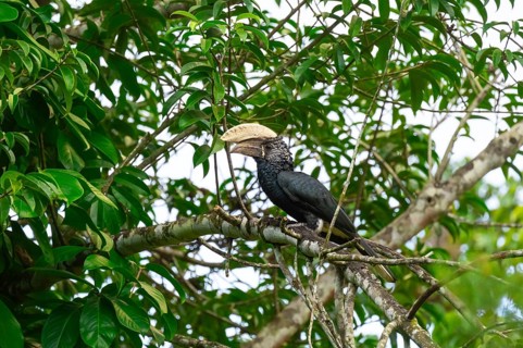 Silver-cheeked hornbird (Bycanistes brevis), adult male, horned raven sitting on a branch, Amani