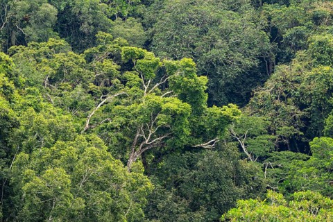 Rainforest treetops, cloud forest, Amani Nature Forest Reserve, Eastern Usambara Mountains, Tanga,