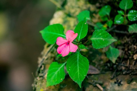 Flower with pink blossom (Impatiens usambarensis), in the rainforest, Amani Nature Forest Reserve,