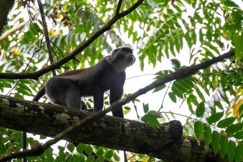 Sykes Monkey (Cercopithecus mitis neumanni) sitting among leaves in a tree, Amani Nature Forest