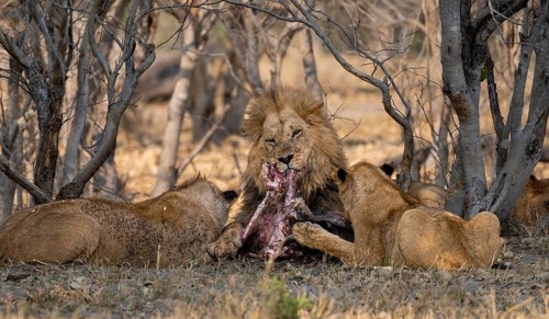 Lion (Panthera Leo) with kill, pack eats captured buffalo, adult male eats on the carcass, Moremi