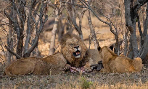 Lion (Panthera Leo) with kill, pack eats captured buffalo, adult male with prey, Moremi Game