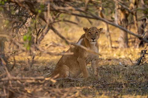 Lioness (Panthera Leo) sitting in shade, Moremi Game Reserve, Botswana
