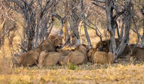 Lion (Panthera Leo) with kill, pack eats captured buffalo, Moremi Game Reserve, Botswana