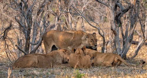 Lion (Panthera Leo) with kill, pack eats captured buffalo, adult female stands behind, Moremi Game