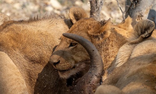 Lion (Panthera Leo) with kill, pack eats captured buffalo, young lion on the head of the carcass,