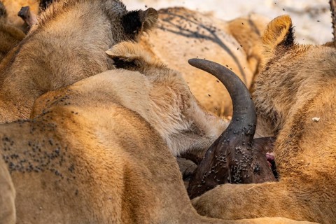 Lion (Panthera Leo) with kill, pack eats captured buffalo, horn on the head of the carcass, Moremi