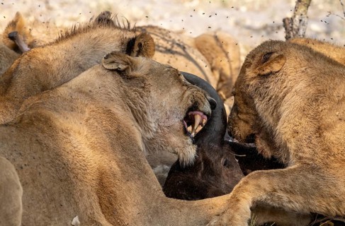 Lion (Panthera Leo) with kill, pack eats captured buffalo, lioness and young lion feed on the head