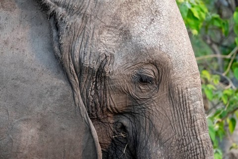African elephant (Loxodonta africana) detail, animal portrait, Moremi Game Reserve, Botswana