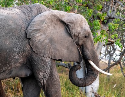 African elephant (Loxodonta africana) eating grass, animal portrait, Moremi Game Reserve, Botswana