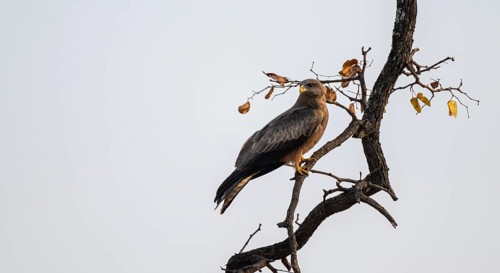 Yellow-billed kite (Milvus migrans aegyptius) sitting on a branch against a white sky, Moremi Game
