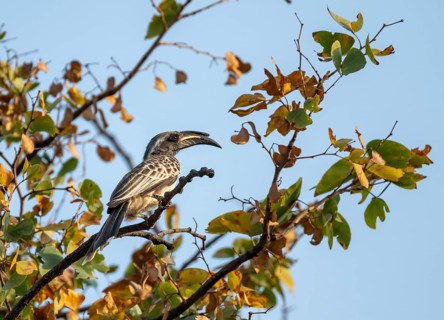 African grey hornbill (Lophoceros nasutus), adult male sitting in a tree, against a blue sky,