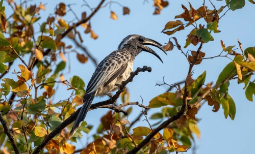 African grey hornbill (Lophoceros nasutus) with open beak, adult male sitting in a tree, against a