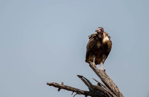 Hooded Vulture (Necrosyrtes monachus) juvenile sitting on a branch against a blue sky, Moremi Game