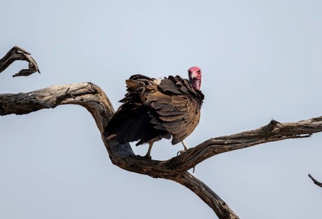 Hooded Vulture (Necrosyrtes monachus) sitting on a branch against a blue sky, Moremi Game Reserve,