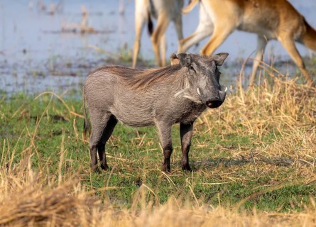 Common Warthog (Phacochoerus africanus), Moremi Game Reserve, Botswana
