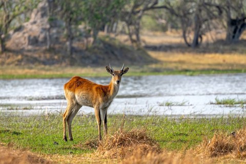Letschwe or litchi bog antelope (Kobus leche), juvenile male, on the river, Okavango Delta, Moremi