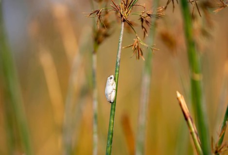 Marbled Reed Frog (Hyperolius marmoratus), white frog sitting on a papyrus, Xakanaxa Lagoon,