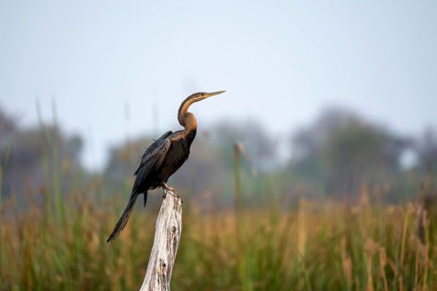 African Darter (Anhinga rufa) sitting on a dead tree, Thamalakane River, Okavango Delta, Botswana